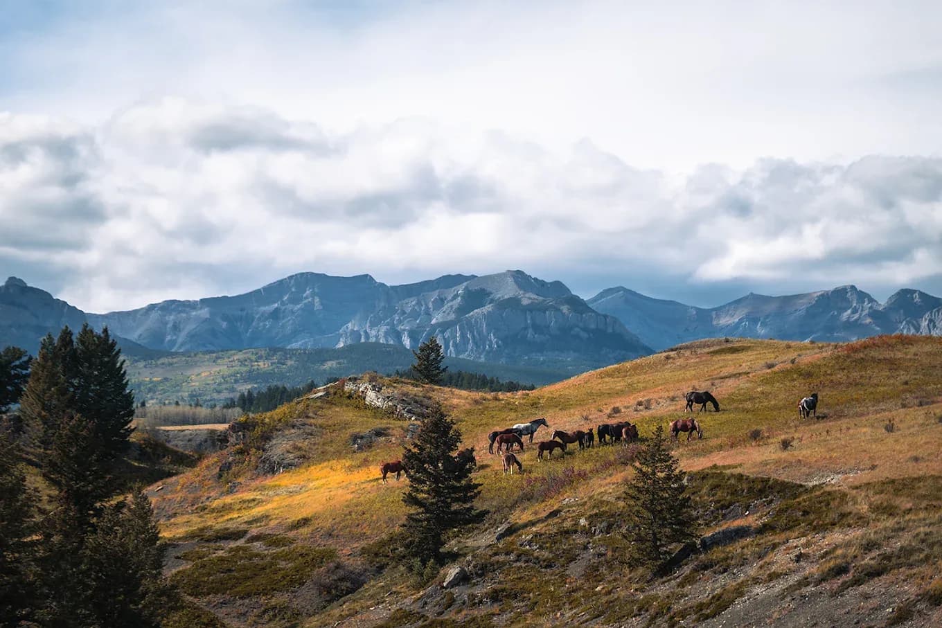 Wild horses grazing on the foothills